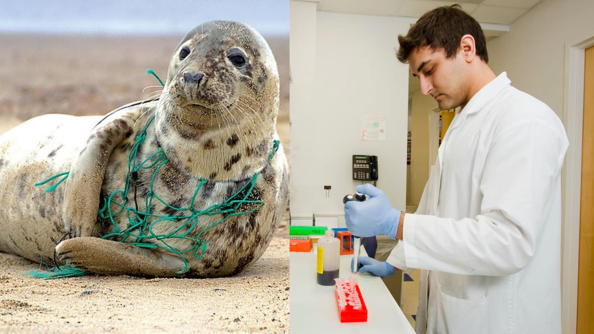 Krv, mikroplasty, zvieratá