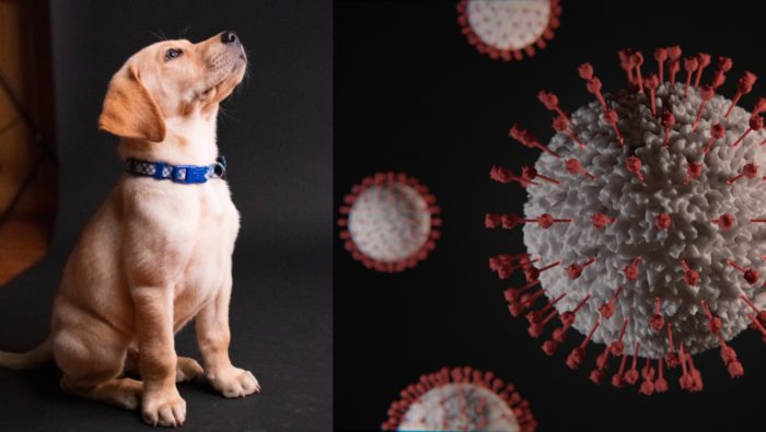 Cvičené psy vyňuchajú nakazených koronou, sú ako PCR test. Pomôcť by mohli hlavne v jednej oblasti