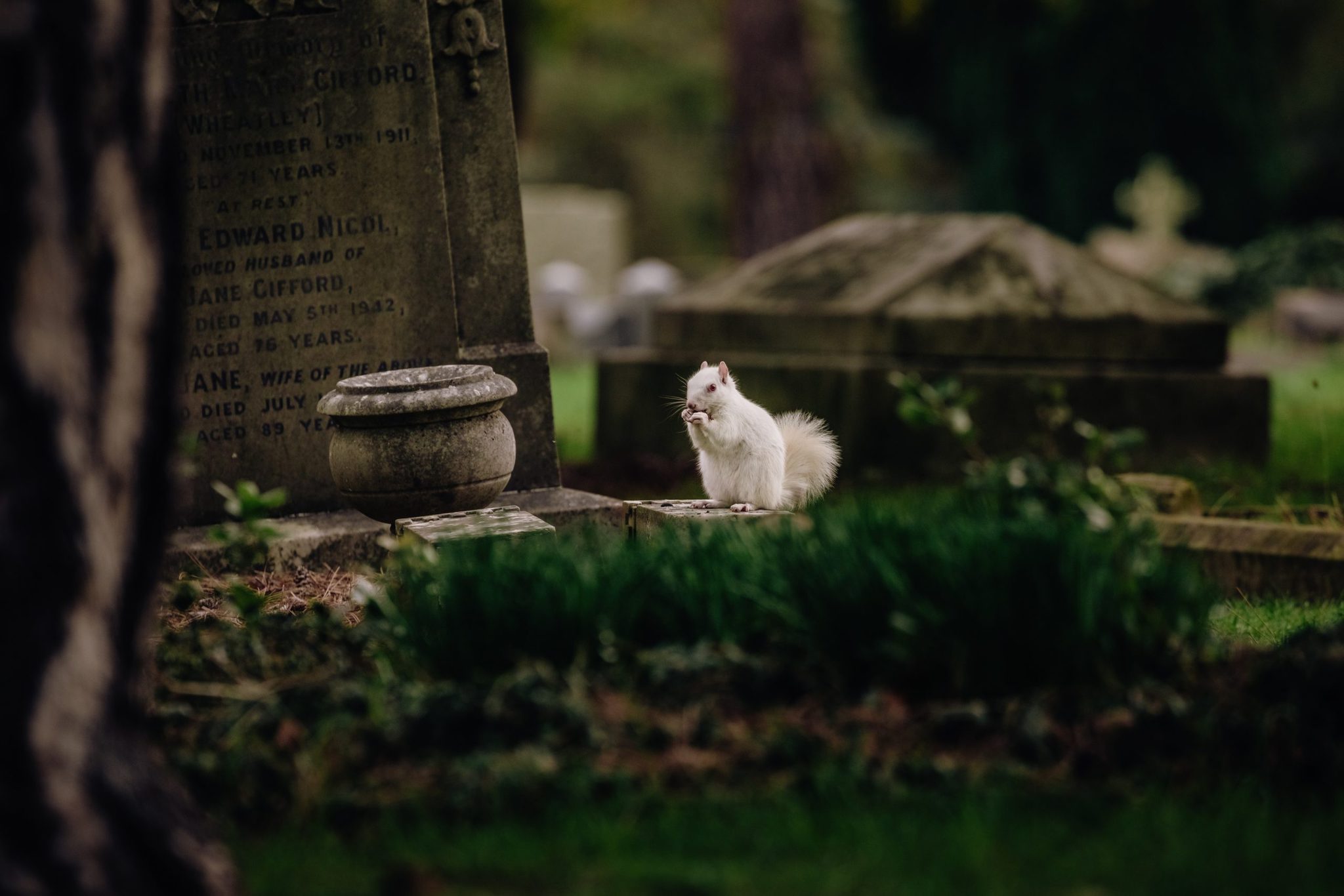 biela veverička na hrobe
