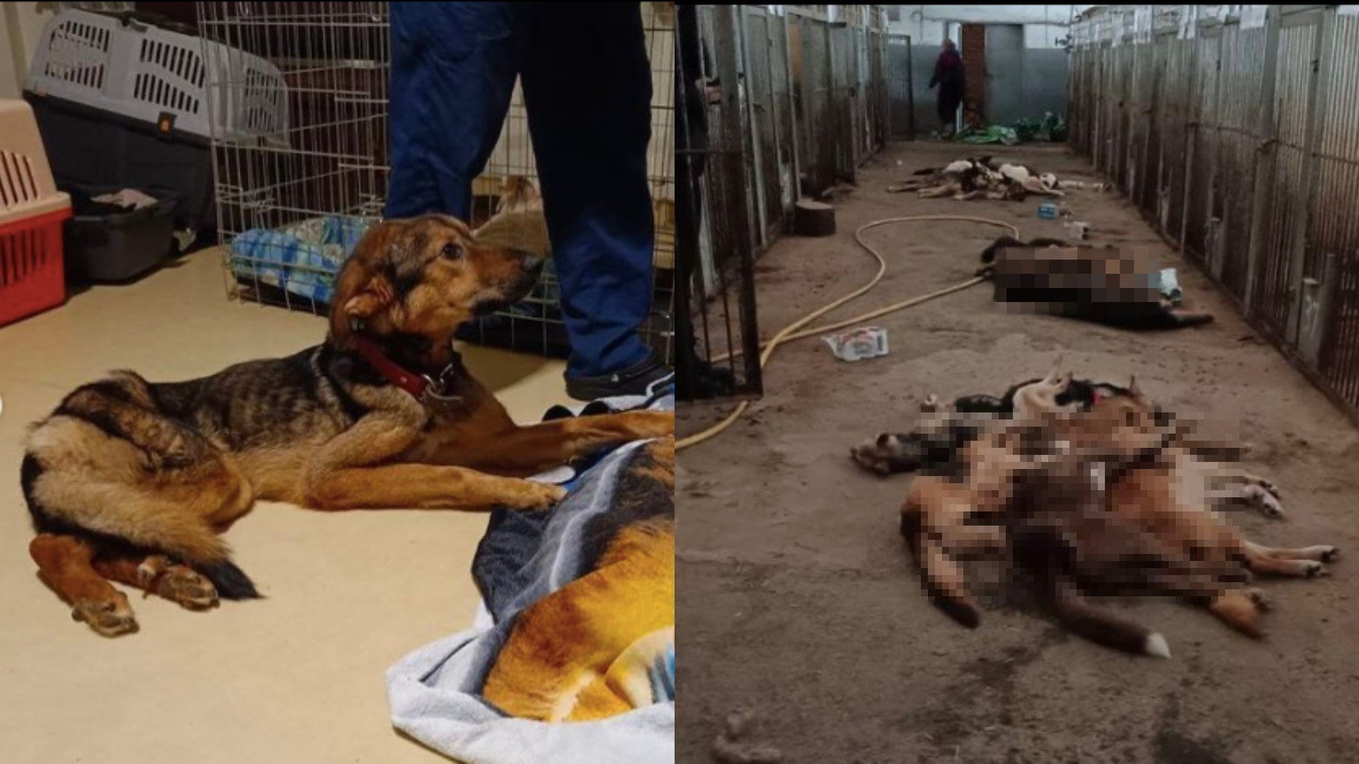 psy útulok borodyanka ukrajina