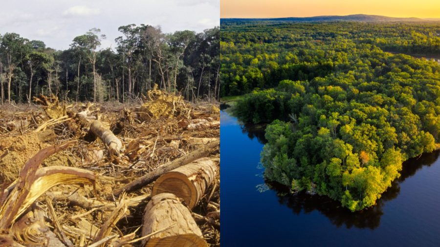 amazonsky prales odlesnovanie