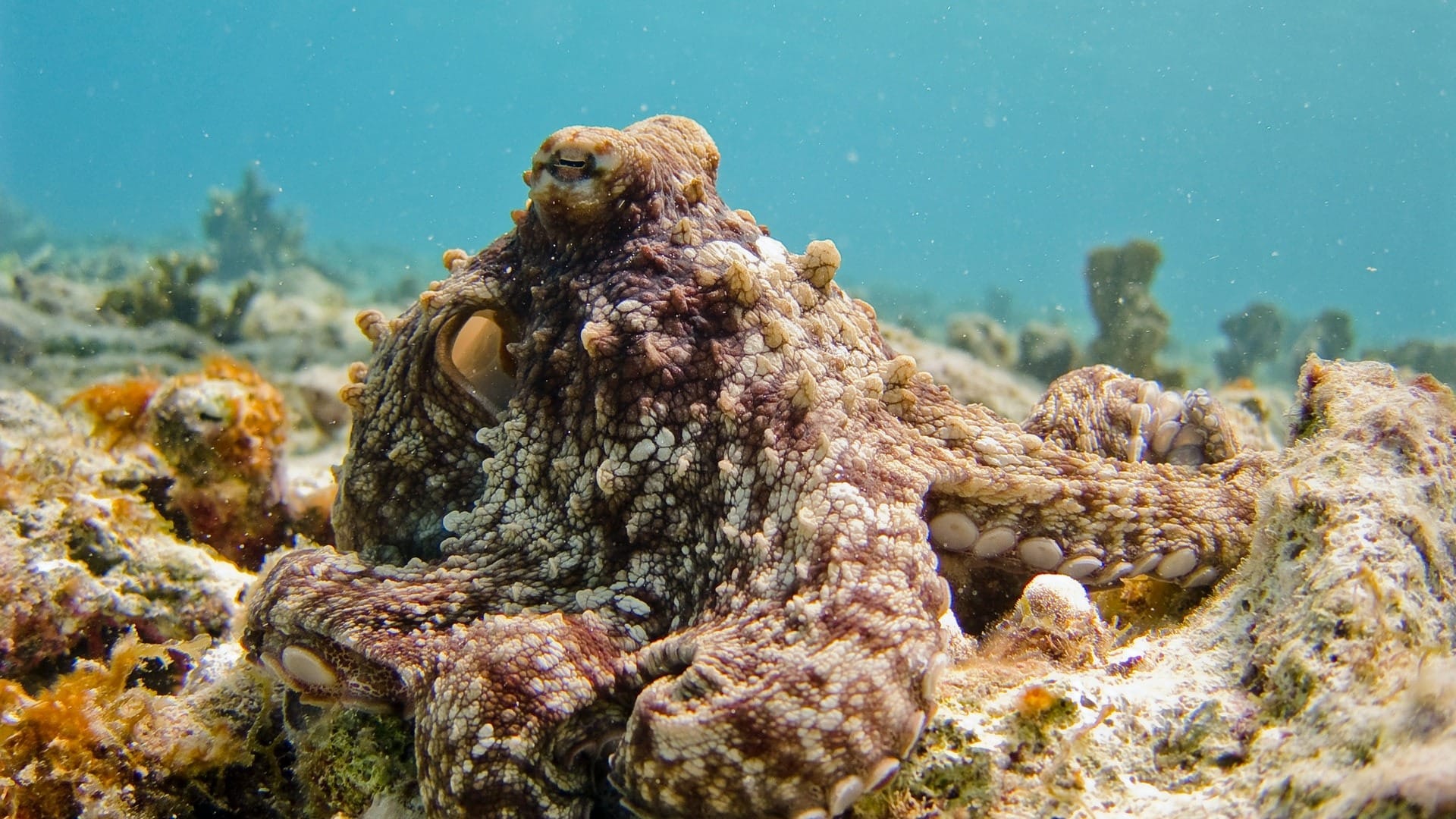 chobotnica v mori
