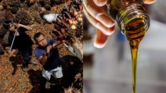 Najväčší exportér palmového