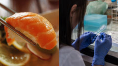 sushi losos laboratorium