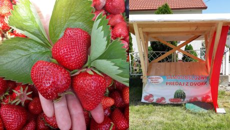 Slovenský farmár predáva jahody bez dozoru: Má unikátny „švajčiarsky automat“ po východniarsky