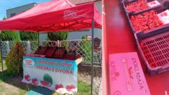 Slovenský unikát: Jahody predávajú bez dozoru. Na východe sú slušní ľudia, hovorí farmár