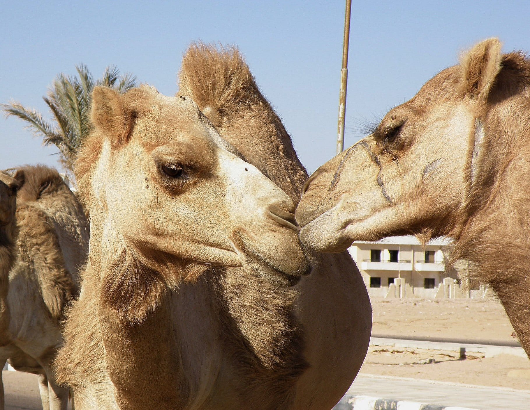 ťavy sa bozkávajú