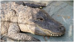 Austrálčan dokázal nemožné.