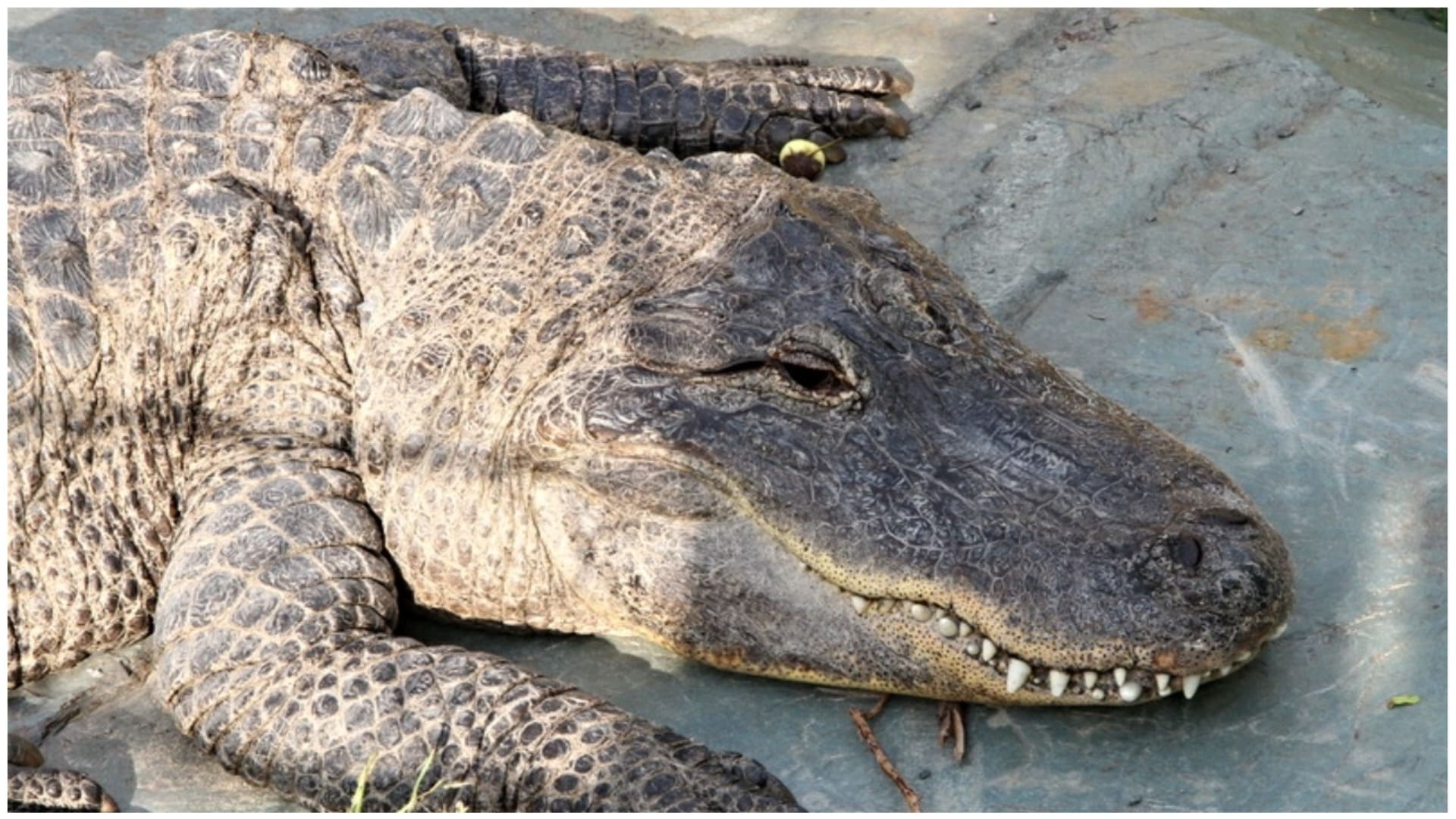 Krokodíl