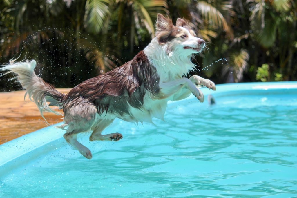 pes skáče do bazéna