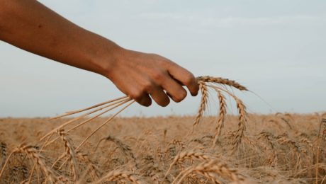 India zakázala vývoz