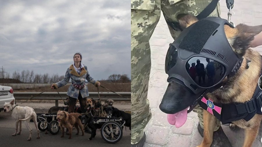 psy ukrajina utecenci