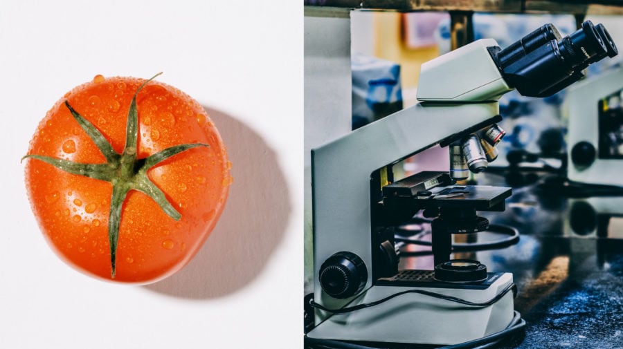 paradajky, výskum, mikroskop