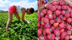 Prehľad: Vybehni na