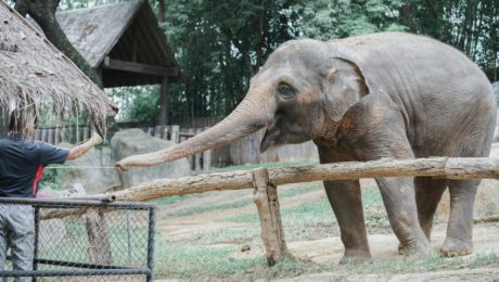slony v zoo
