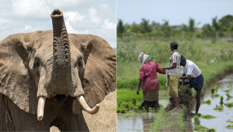Slon zabil ženu, potom prišiel na pohreb a zaútočil na jej telo