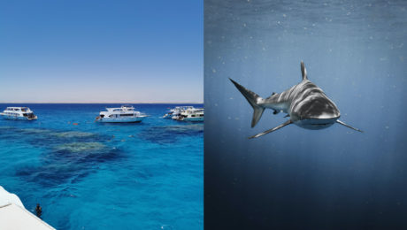 Prevalili sa nové informácie o útoku žraloka v Egypte, ukazujú na fatálne zlyhanie plavčíkov