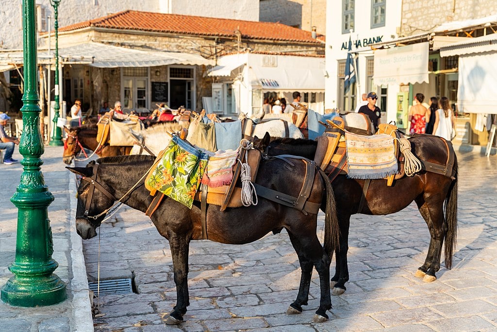 Osol pred kamennou budovou na ostrove Hydra