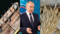 Ruská nákladná loď kradne ukrajinské obilie. Ruský prezident Vladimir Putin vysvetľuje situáciu. Obilie opreté o drevo