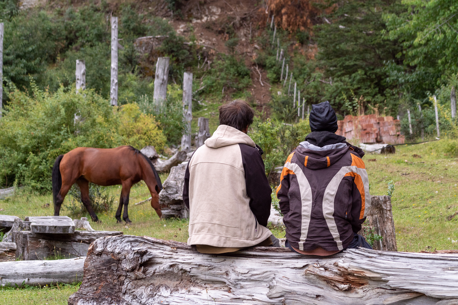 Dvaja muži sedia na pni a pozerajú sa na pasúceho sa koňa