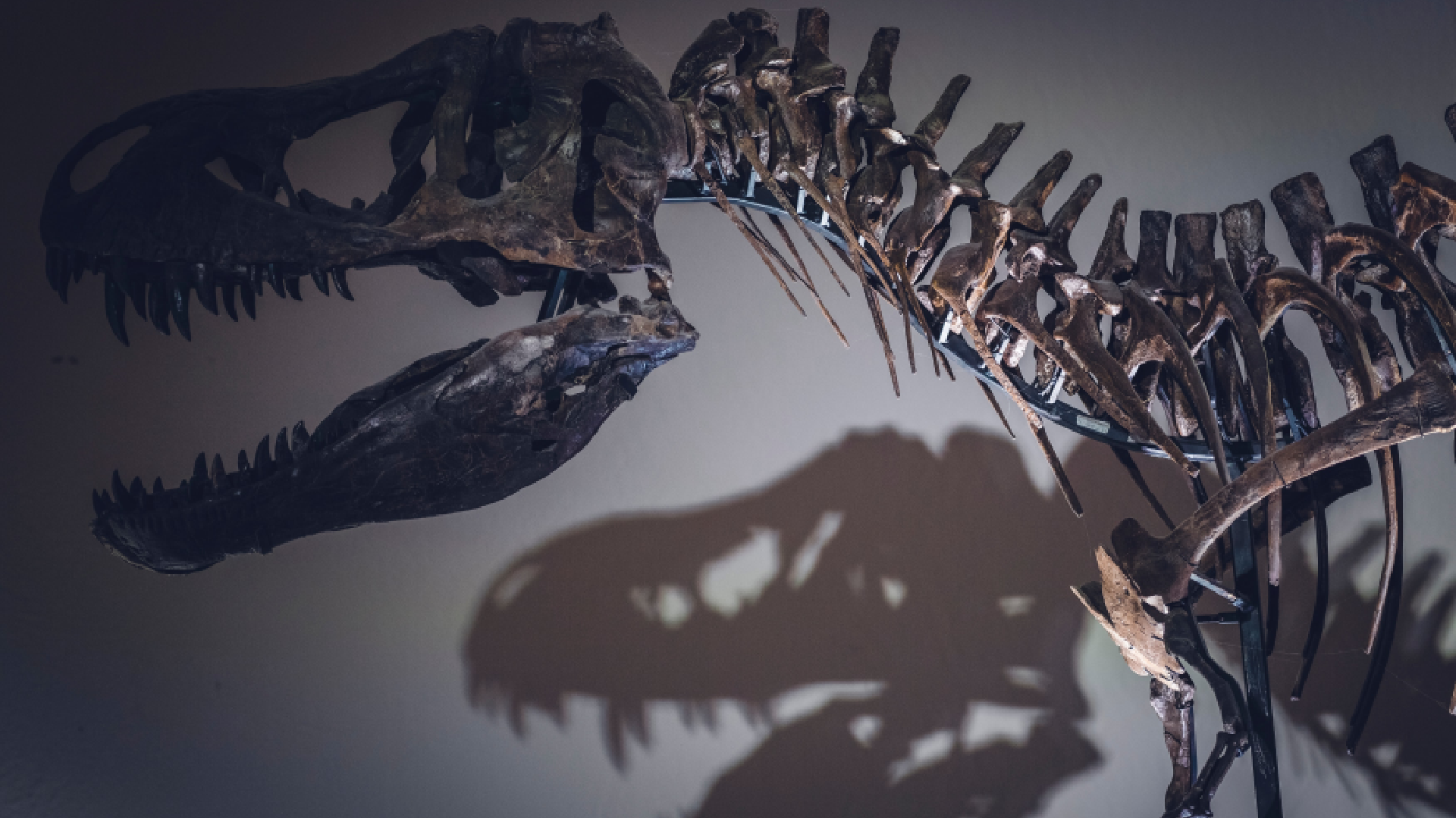 skamenelina tyranosaura