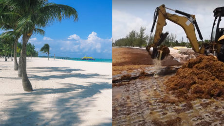 Palmy na bielej pláži pri tyrkysovom mori, bager odstraňuje sargassum z pláže, ktorá je ním kompletne pokrytá