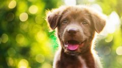 Slovenská firma pozná