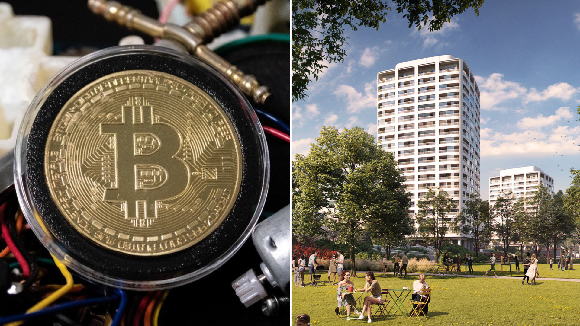 Krypto Cresco Slnečnice