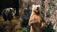medveď v prírode stojaci na zadných