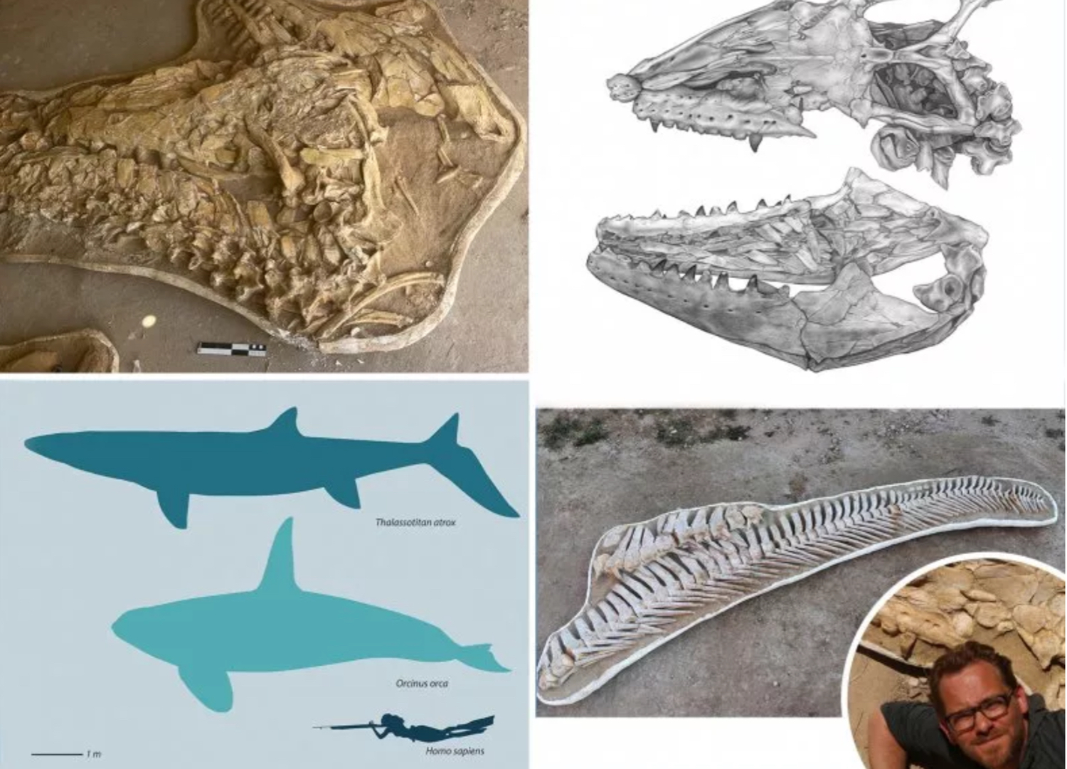 Thalassotitan atrox z čelade Mosasaury