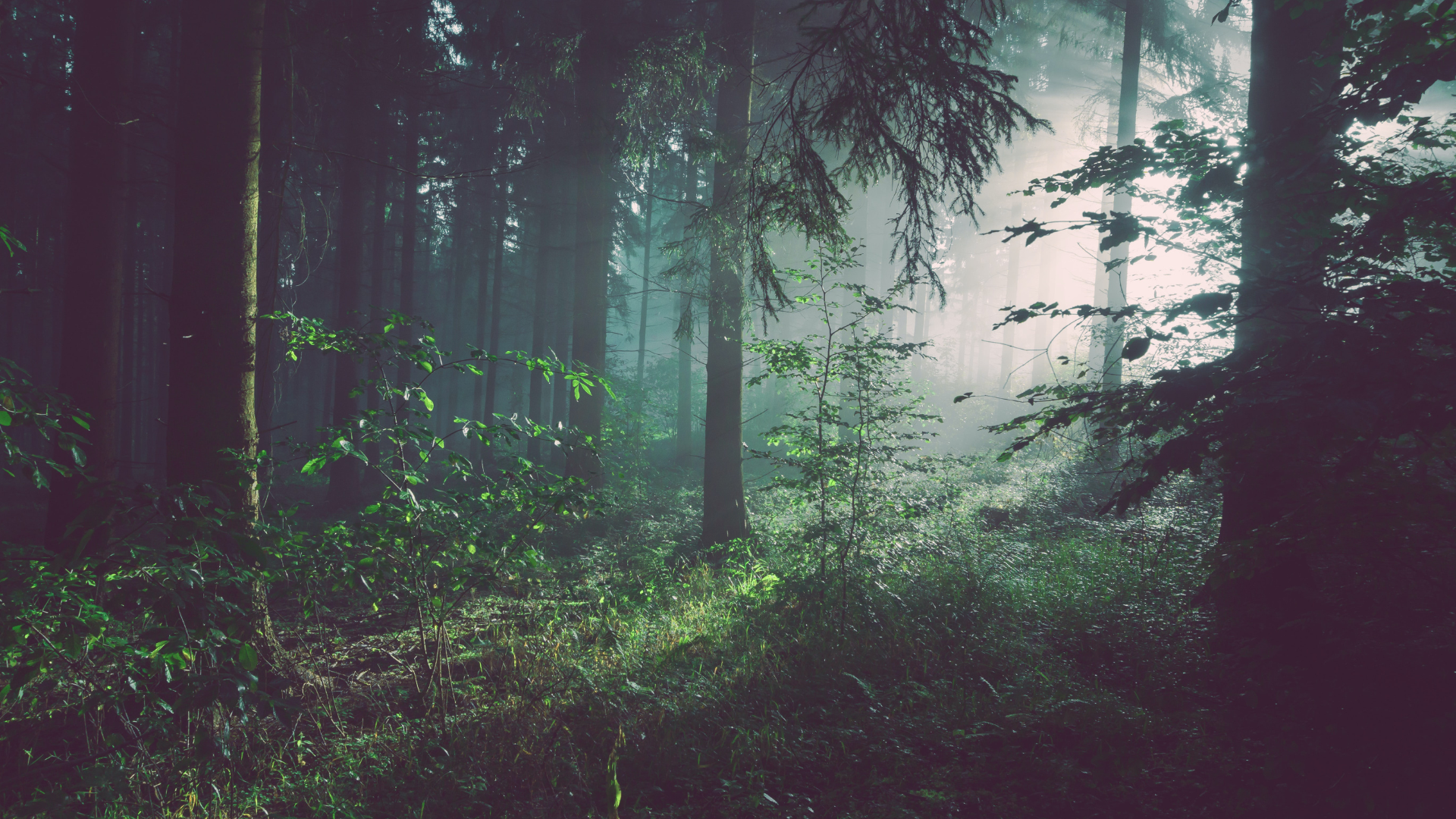 Les a presvitajúce slnečné lúče