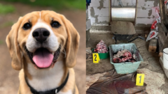 Na snímke je pes a kusy psa, ktoré rozporcioval muž na Slovensku