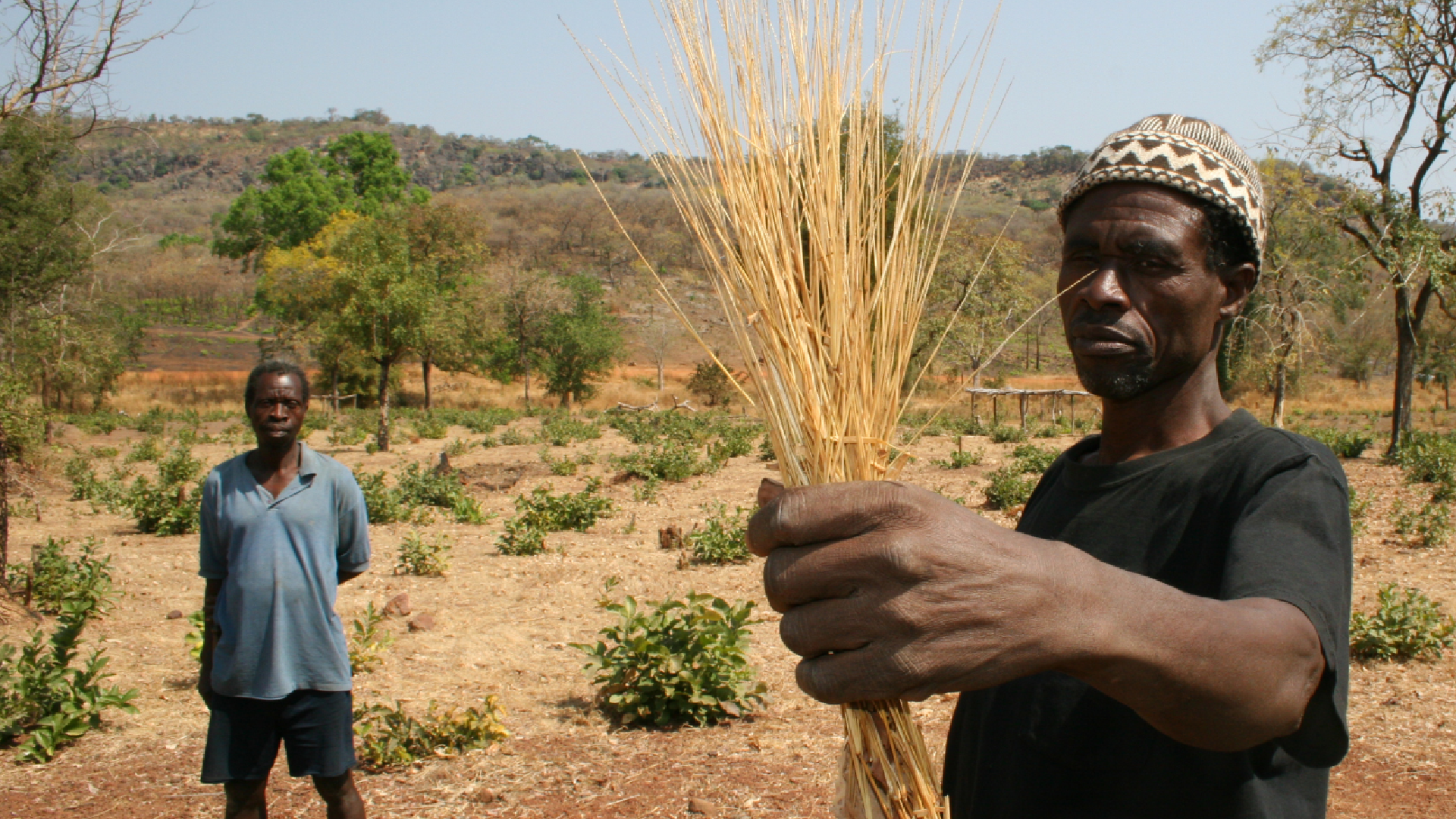 africký farmár držiaci v ruke steblá fonia