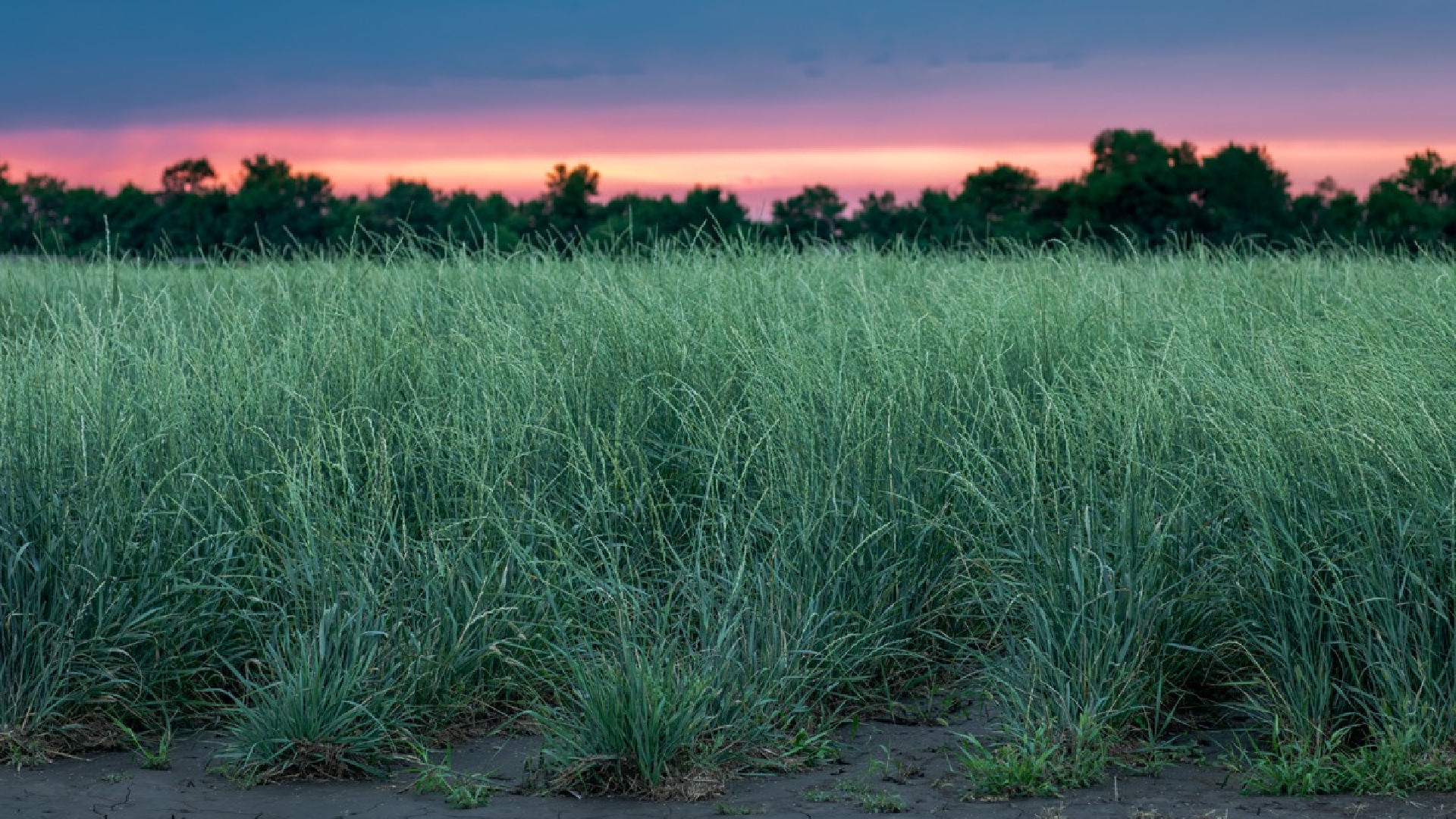 dozrievajúce steblá kernzy