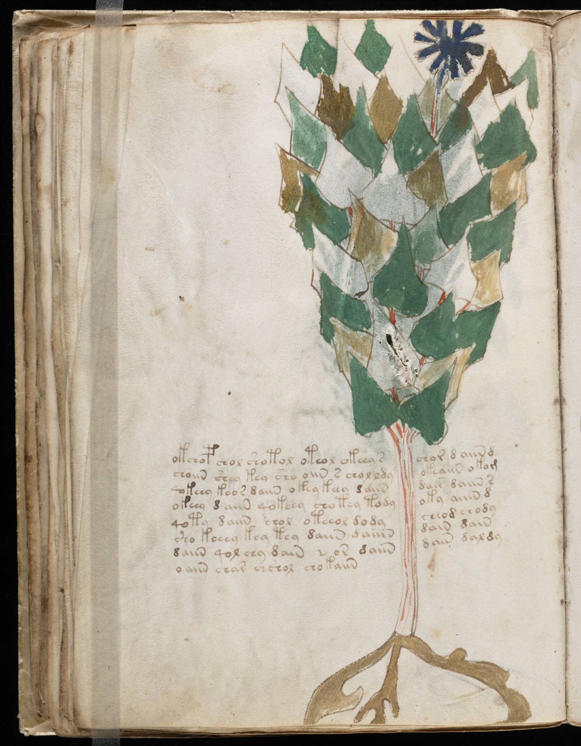 Voynichov rukopis