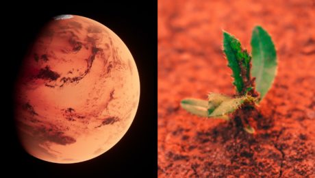 pestovanie lucerny na marse