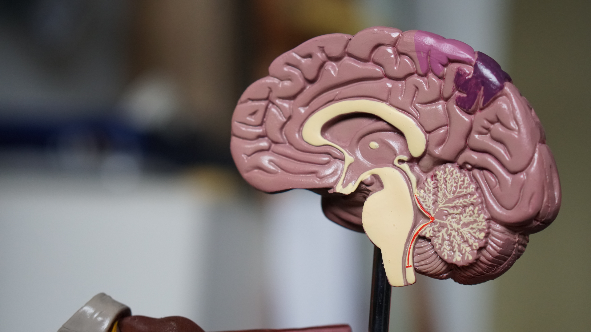model ľudského mozgu