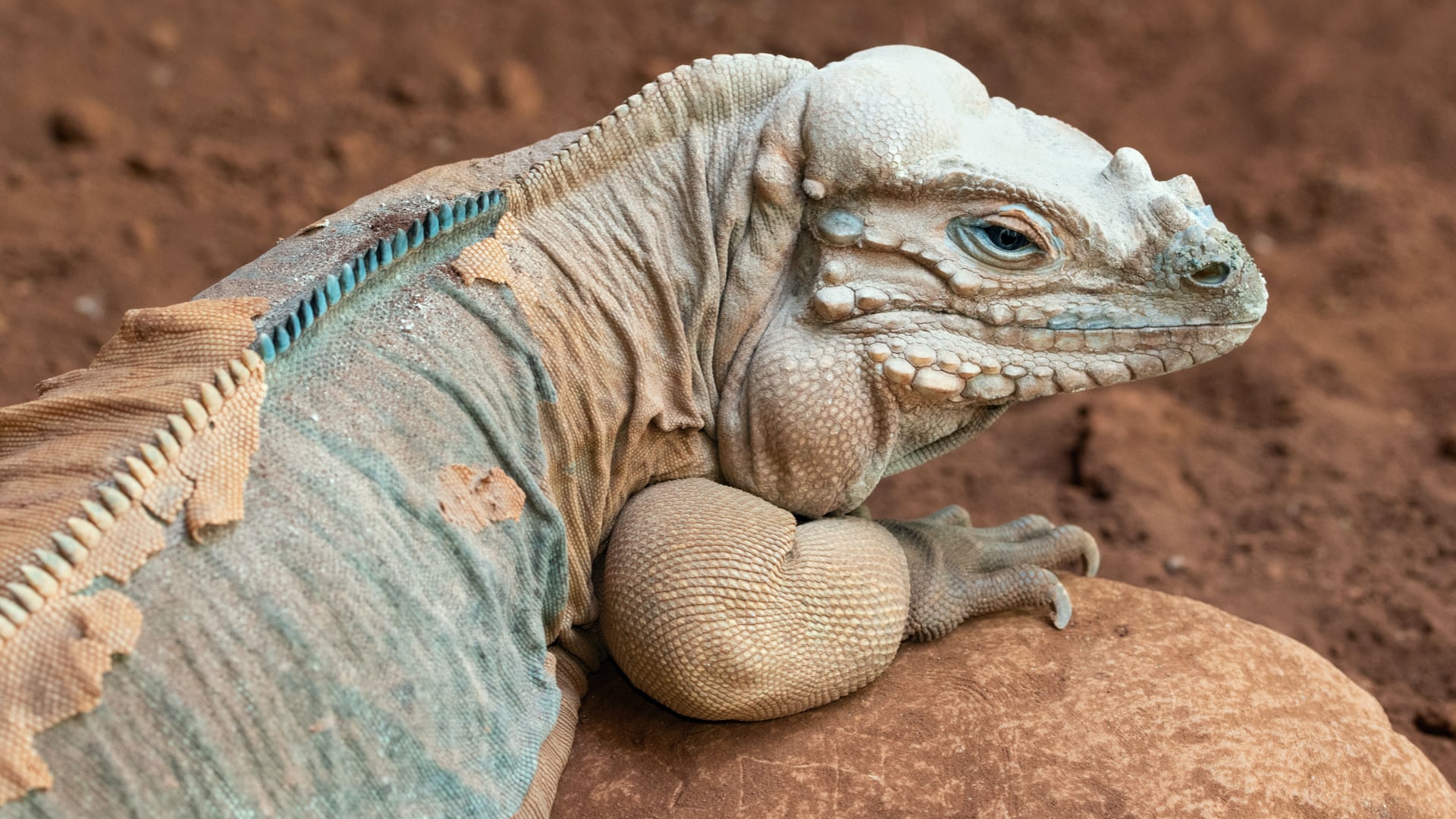 Hlava plaza s nohami