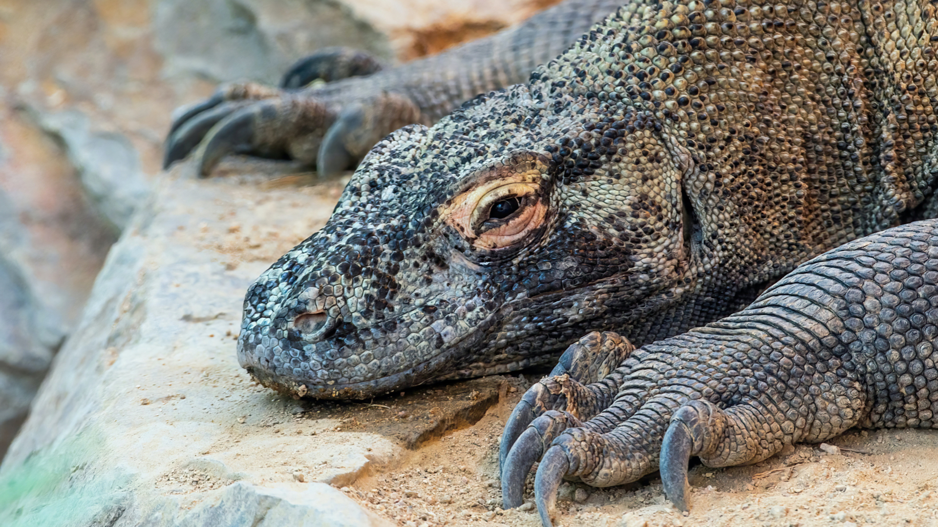 Hlava plaza s nohami