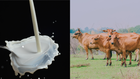 vpravo kravy na lúke, vľavo mlieko