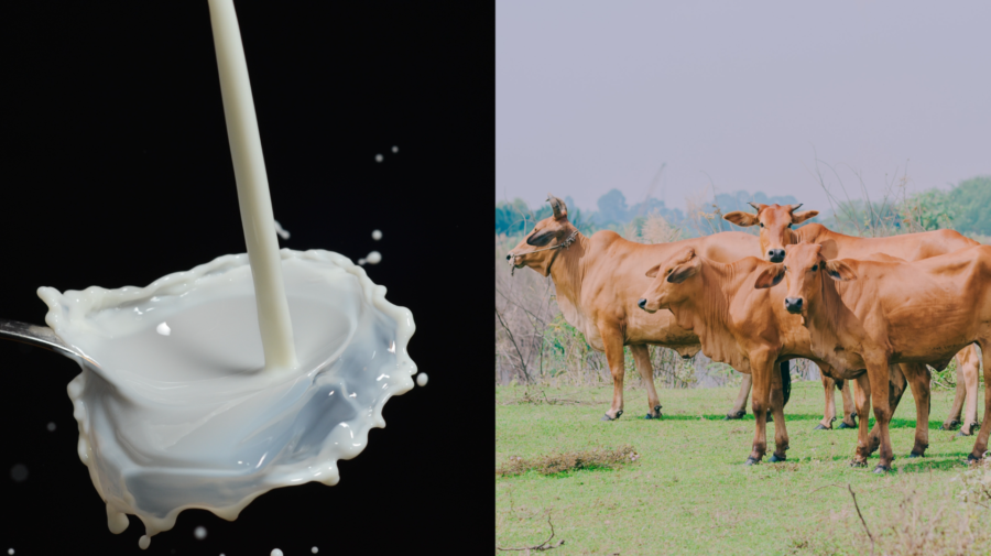 vpravo kravy na lúke, vľavo mlieko