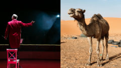 Principál cirkusu vľavo stojac na stoličke na javisku, vpravo ťaha v púšti