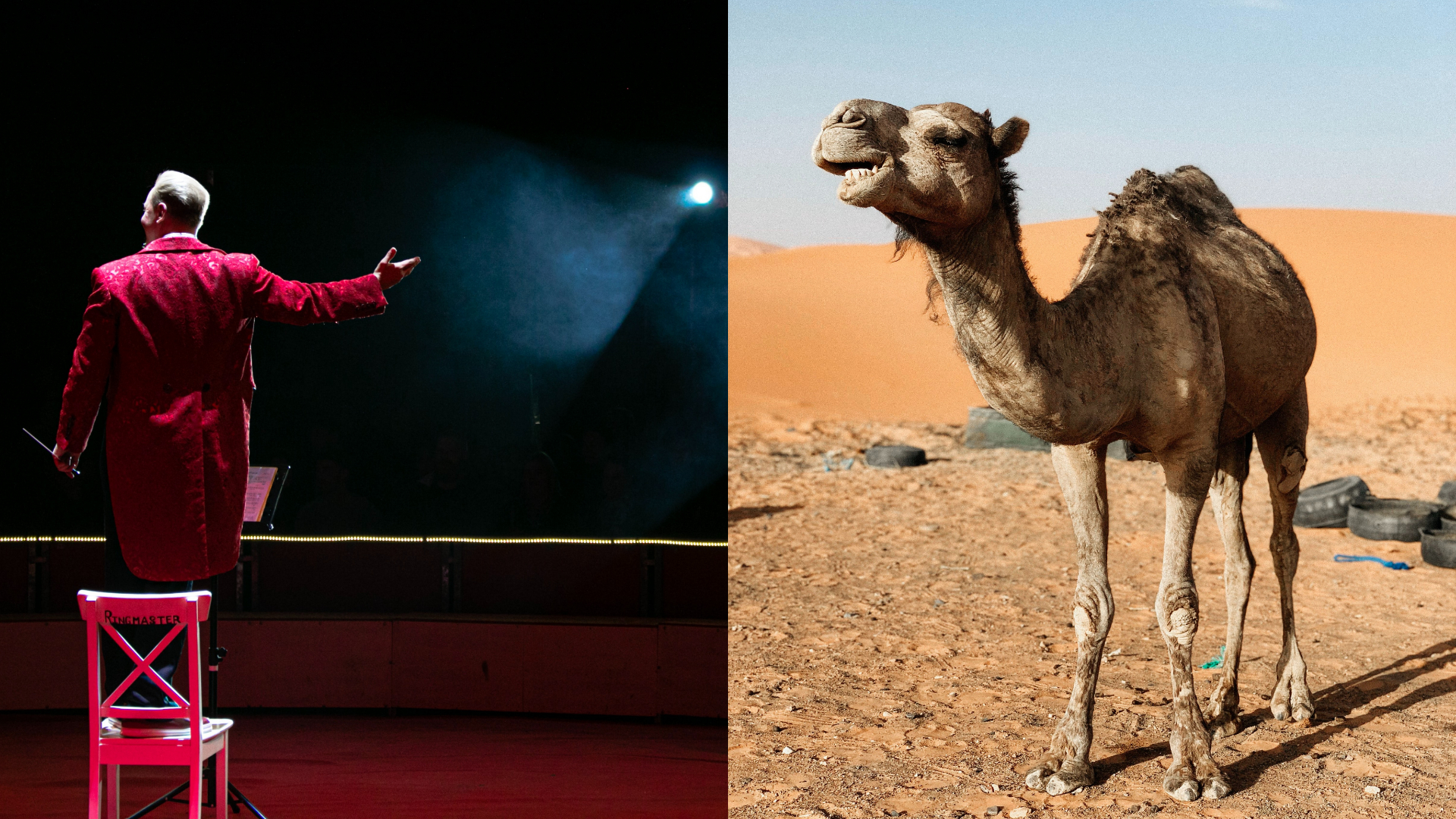 Principál cirkusu vľavo stojac na stoličke na javisku, vpravo ťaha v púšti