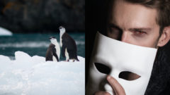tučniaky v ľade a človek s maskou podvodník