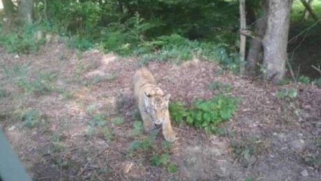 tiger na východe Slovenska fotopasca