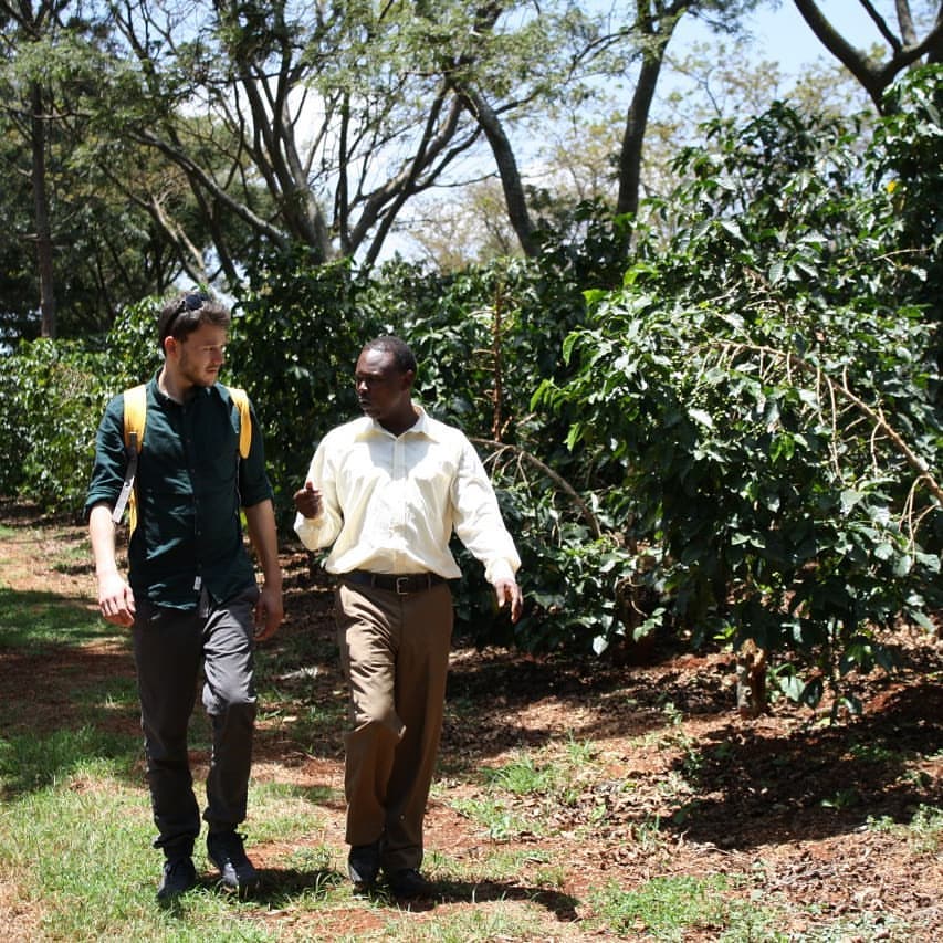 dvaja muni na plantáži kávy