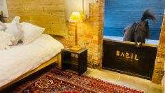 airbnb ubytovanie s poníkom
