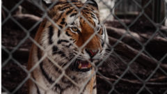 Tiger v klietke