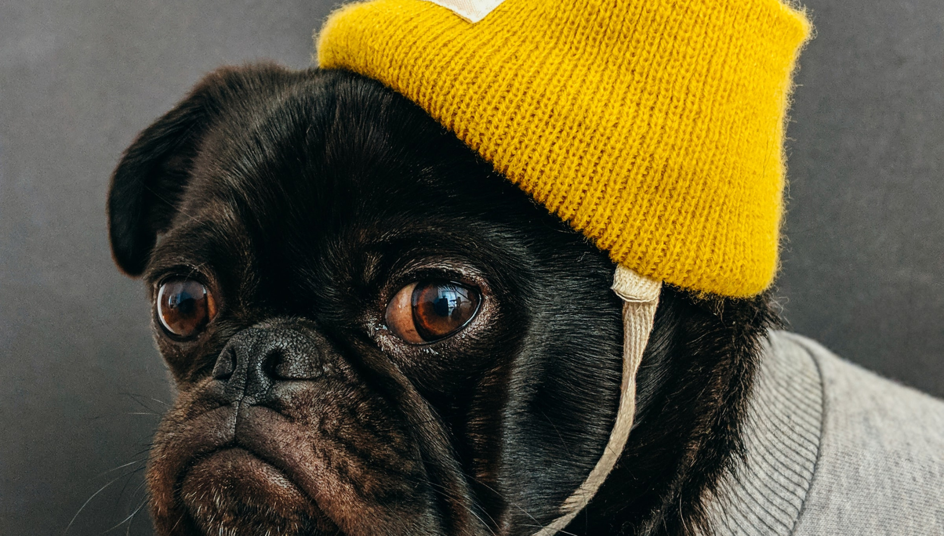 Pes s čiapkou