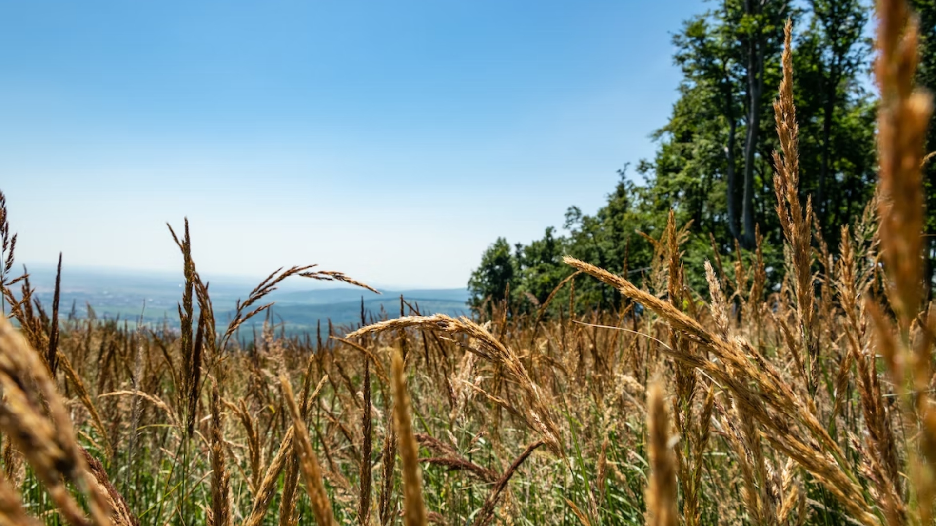 výhľad z Malých Karpát